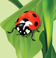 Obraz premium Ladybug. Vector illustration