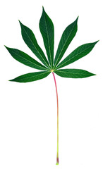 Green leaf on white background