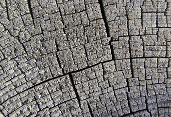 Fototapeta premium Close-up annual rings, black tree trunk cross section, dark
