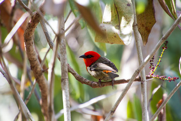 roter vogel in naturreservat auf mauritius
