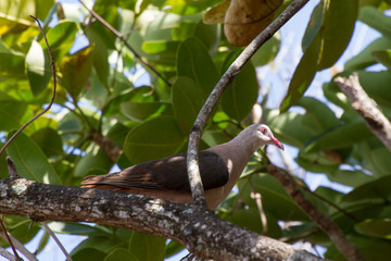 seltene Rosa Taube auf Mauritius