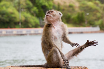 Affe bei indischem Tempel auf Mauritius