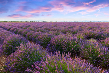 Obraz na płótnie Canvas Lavender field summer sunset landscape