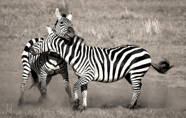 Fototapeta na wymiar Two male zebras fighting in the dust in sepia in Kenya's Masai Mara National Park