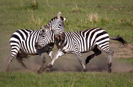 Two male zebras involved in a dramatic struggle for dominance in Kenya's Masai Mara