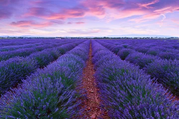 Wall murals pruning Lavender field summer sunset landscape