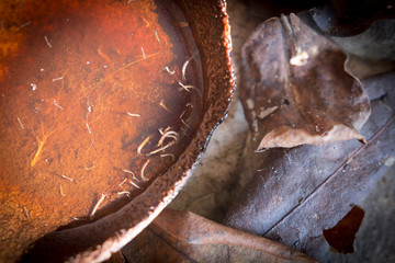 gnats; mosquitoes; larvae,Mosquito larvae in dirty water and you