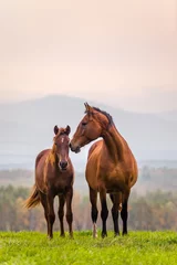 Photo sur Aluminium Chevaux Famille de chevaux