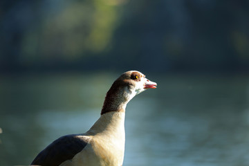 Nilgans