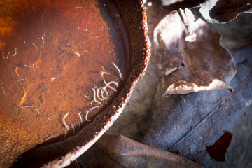 gnats; mosquitoes; larvae,Mosquito larvae in dirty water and you