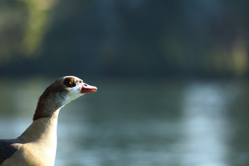 Nilgans