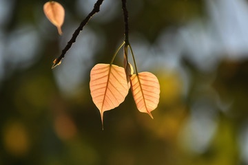 close up newborn in fresh morning ,, leaf, life, macro