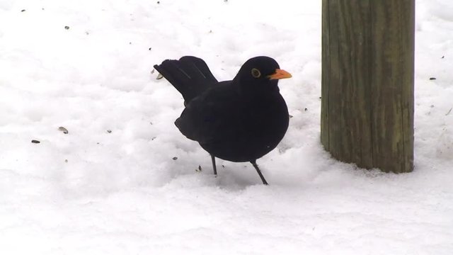 Ein Amselm&auml;nnchen sucht im Schnee nach Sonnenblumenkernen