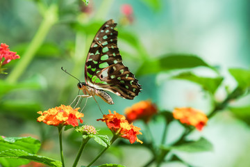 Obraz premium Tropical butterfly Graphium Agamemnon