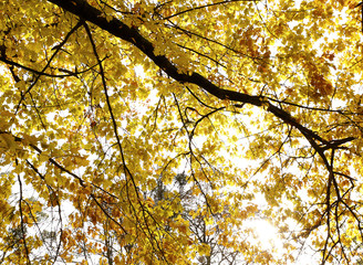  Different views of autumn scenery