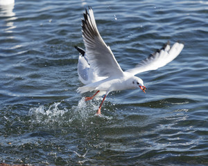 Fototapeta na wymiar seagull flying on sea