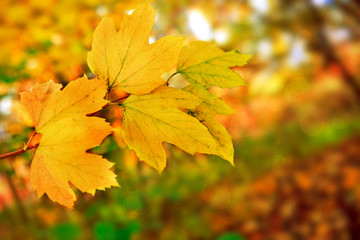 Autumn leaves background.