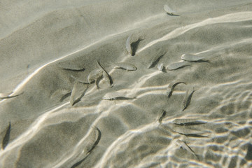 Small fish swimming at the bottom of clear shallow waters on sunny day.