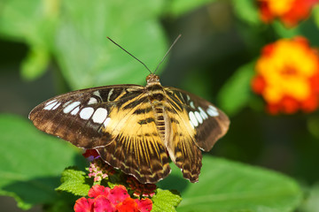 Tropical butterfly Parthenos sylvia