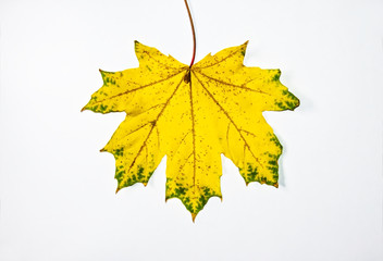 Maple leaves on a white background. Autumn abstraction, wallpaper