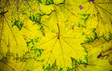 Naklejka premium Background of yellow maple leaves, Autumn abstraction, wallpaper
