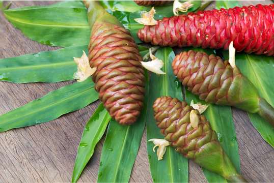 Shampoo Ginger, Wild Ginger (Zingiber zerumbet (L.) Roscoe ex Sm