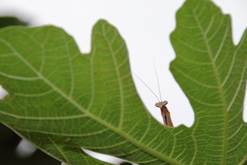 イチジク　カマキリ