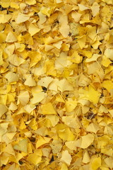 Gelb verfärbtes Herbstlaub