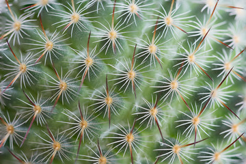 Closeup green cactus with needles pattern for background