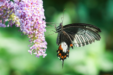 Tropical butterfly Papilio Lowi