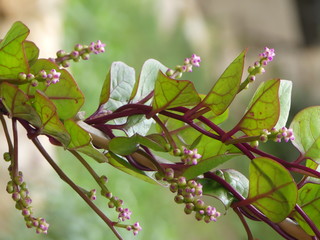 Malabar spinach