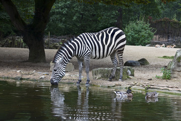 Fototapeta na wymiar Zebra beim trinken