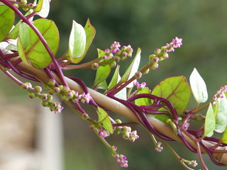 Malabar spinach
