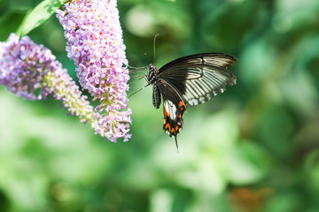 Tropical butterfly Papilio Lowi