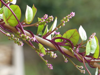 Malabar spinach