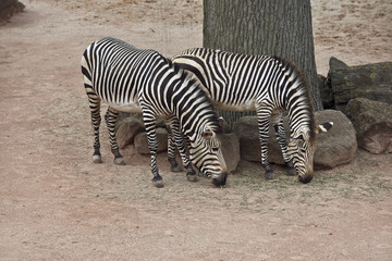 Fototapeta na wymiar Zebra beim fressen