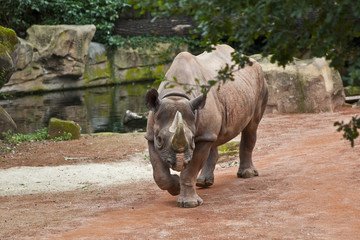 Naklejka premium Spitzmaulnashorn