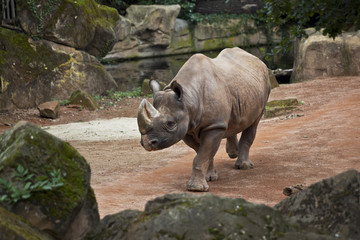 Spitzmaulnashorn