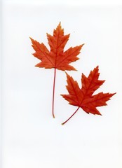 Maple Leaf