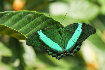 Tropical butterfly Papilio palinurus