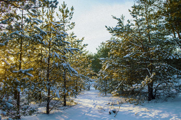 Winter forest