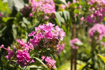beautiful garden flowers, Purple, pink, red, cosmos flowers in the garden, spring flowers