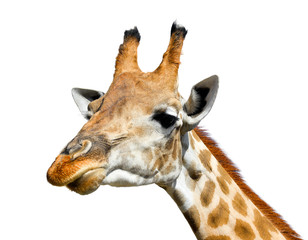 Cute giraffe isolated on white background. Funny giraffe head isolated. The giraffe is tallest and largest living animal in zoo. Beautiful Giraffa isolated on white. Funny giraffe's face isolated