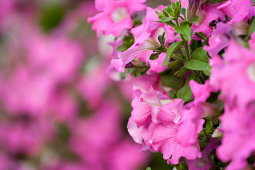 beautiful garden flowers, Purple, pink, red, cosmos flowers in the garden, spring flowers