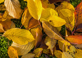 leafs in autumn colors