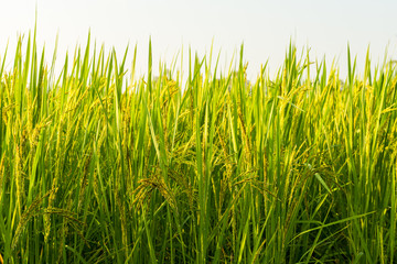 Rice field