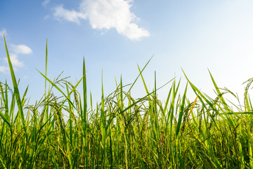 Obraz premium Rice field