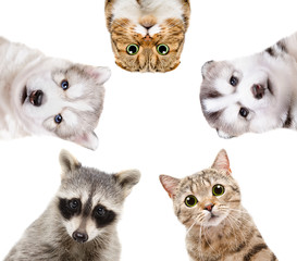 Portrait of a group of animals, closeup, isolated on white background