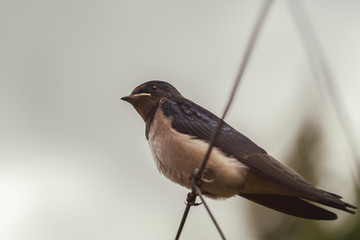 Rauchschwalbe - Hirundo rustica - Aufnahme von unten