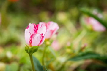 Portulace grandiflora